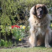 Leonberger | Nygård's Jaffa.