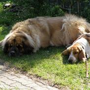 Leonberger | Nygård's Jaffa.