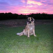 Leonberger | Nygård's Jaffa.