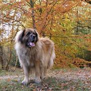 Leonberger | Nygård's Jaffa.