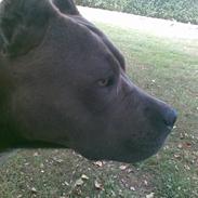 Amerikansk staffordshire terrier Duman