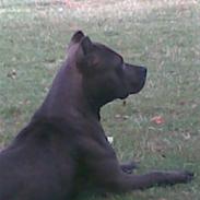 Amerikansk staffordshire terrier Duman