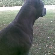 Amerikansk staffordshire terrier Duman 