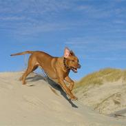 Rhodesian ridgeback Ozzy