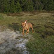 Rhodesian ridgeback Ozzy