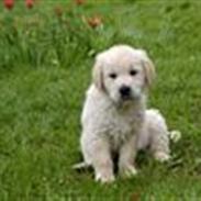 Golden retriever Lapijas Mischa