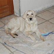 Golden retriever Lapijas Mischa
