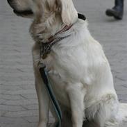 Golden retriever Lapijas Mischa