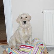 Golden retriever Lapijas Mischa