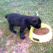 Cane corso Freja