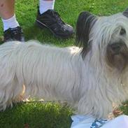 Skye terrier Darling