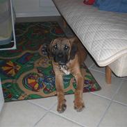 Boerboel Anton