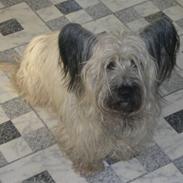 Skye terrier Darling