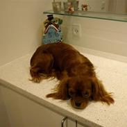 Cavalier king charles spaniel Cavalots Elvis