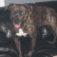 Blanding af racer Laica