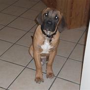 Boerboel Anton