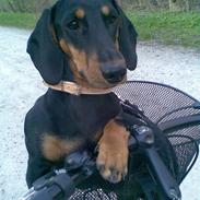 Gravhund Cille