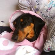 Gravhund Cille