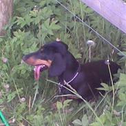 Gravhund Cille