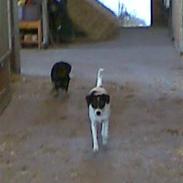 Gravhund Cille