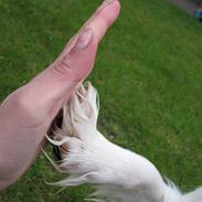 Cocker spaniel Baloo
