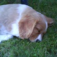 Cocker spaniel Baloo