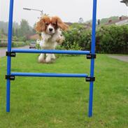 Cocker spaniel Baloo