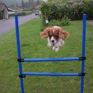 Cocker spaniel Baloo