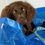 Langhåret hønsehund Bella