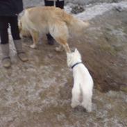 West highland white terrier Futte