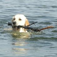 Golden retriever Emma 