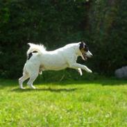 Dansk svensk gaardhund Casper R.I.P.