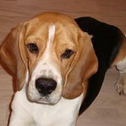 Beagle Uffe