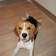 Beagle Uffe