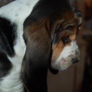 Basset hound Walter