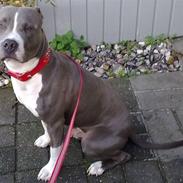 Amerikansk staffordshire terrier Tyson