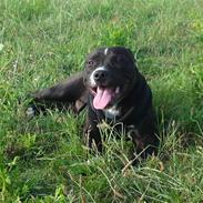 Staffordshire bull terrier Basse