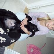 Labrador retriever Nicki