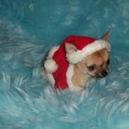 Chihuahua Frontrunner`s Ready To Pl