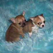 Chihuahua Frontrunner`s Ready To Pl