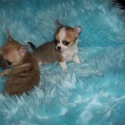 Chihuahua Frontrunner`s Ready To Pl