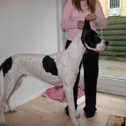 Grand danois GreatBels Yankee (Marcus)