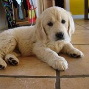 Golden retriever Balou..