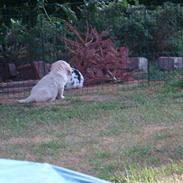 Golden retriever Balou..