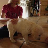 Golden retriever Balou..