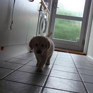 Golden retriever Balou..