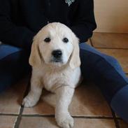 Golden retriever Balou..