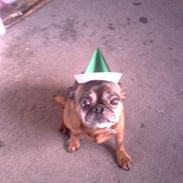 Griffon petit brabancon Bølle