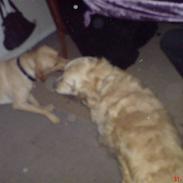 Labrador retriever Hector