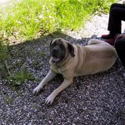 Mastiff Freja (RIP)